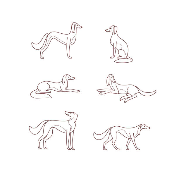 Funny Greyhound Cartoons Illustrations, Royalty-Free Vector Graphics & Clip Art - iStock Funny Greyhound Cartoons Illustrations, Royalty-Free Vector Graphics & Clip Art - iStock