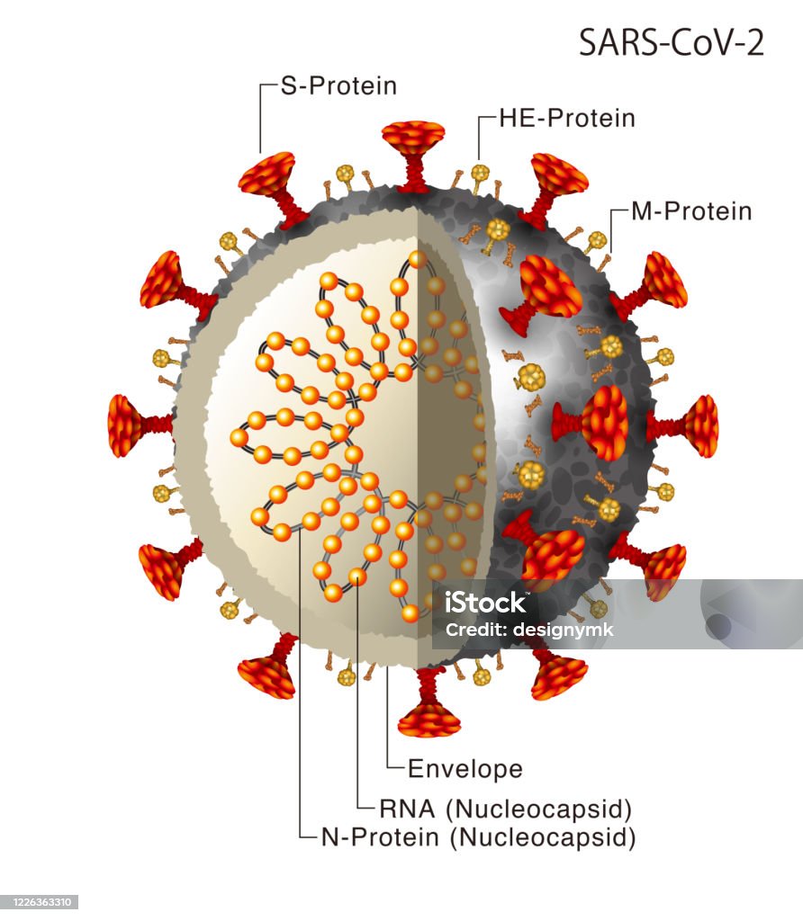 Ảnh Minh Họa Virus Corona Hình minh họa Sẵn có - Tải xuống Hình ...