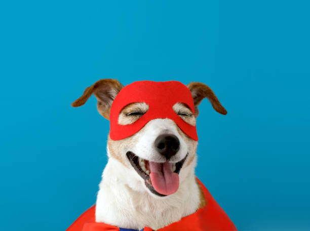 istock Funny dog in superhero costume 1226364868