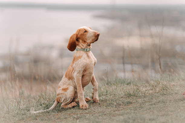 istock bracco italiano puppy sitting outdoors in spring 1226365286