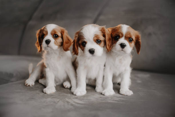 istock three cavalier king charles spaniel puppies posing on a bed indoors 1226365538