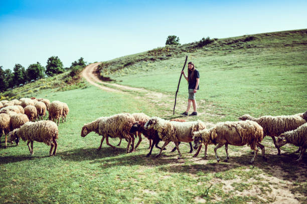 cheveux longs mâles et son troupeau de moutons - beautiful hippie blond hair hair care photos et images de collection