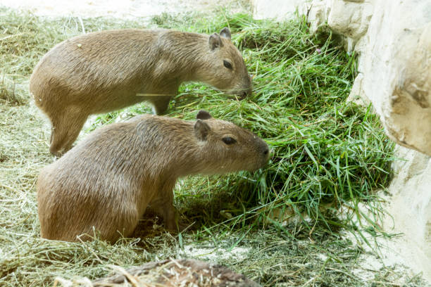 istock Capybara (hydrochoerus hydrochaeris) enjoying a sunny day at Zoo,  Vienna,  Austria 1226369090