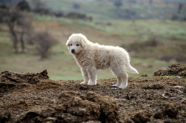 White sheep puppy in nature