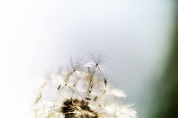 istock dandelion in the sky, nature 1226369479