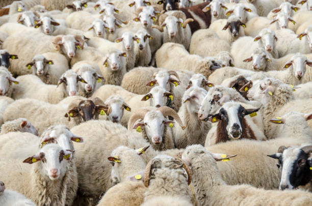 istock Flock of sheep 1226369539