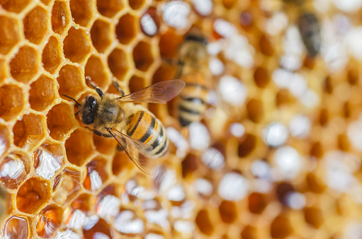 closeup of honey bees on honeycomb in apiary in the summertime
