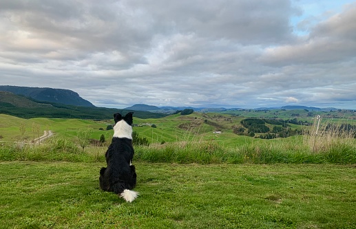 The Border Collie farm dog remains on guard, a working dog for life