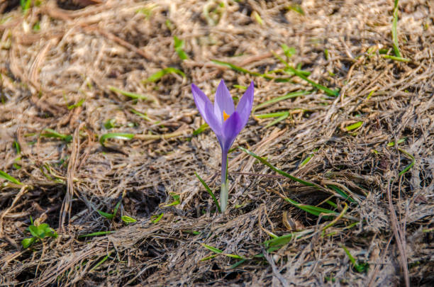 istock Crocus plant  - perennial plant 1226373435