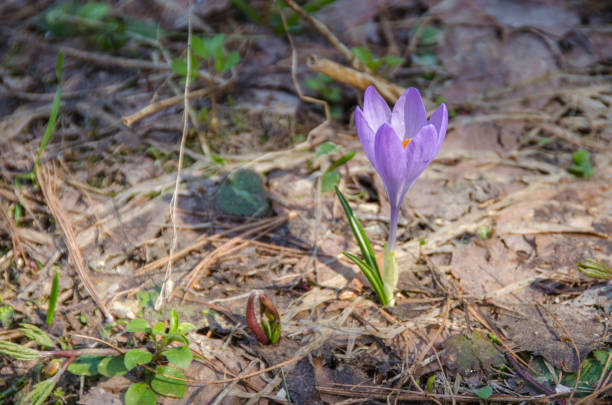 istock Crocus plant  - perennial plant 1226373437