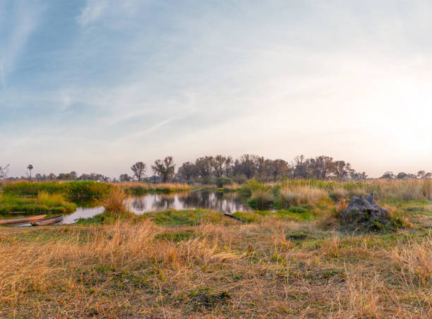 passeio de barco em um makoro tradicional no delta do okavango, botsuana - makoro - fotografias e filmes do acervo