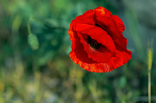 Poppy blooms in the spring. Red poppy on a field. Art photography. Nature wallpaper blurred backdrop. Shallow depth of field. Toned image. Copy space. Top view.