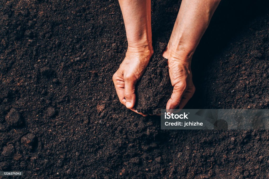 Agriculture, organic gardening, planting or ecology concept. Dirty woman hands holding moist soil. Environmental, earth day. Banner. Top view. Copy space. Farmer checking before sowing Agriculture, organic gardening, planting or ecology concept. Dirty woman hands holding moist soil. Environmental, earth day. Banner. Top view. Copy space. Farmer checking before sowing. Dirt Stock Photo