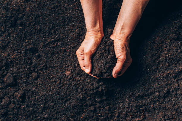 Agriculture, organic gardening, planting or ecology concept. Dirty woman hands holding moist soil. Environmental, earth day. Banner. Top view. Copy space. Farmer checking before sowing stock photo