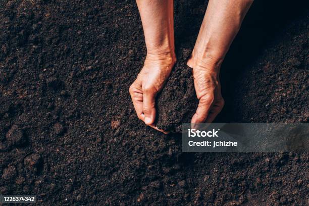 Agriculture Organic Gardening Planting Or Ecology Concept Dirty Woman Hands Holding Moist Soil Environmental Earth Day Banner Top View Copy Space Farmer Checking Before Sowing Stock Photo - Download Image Now