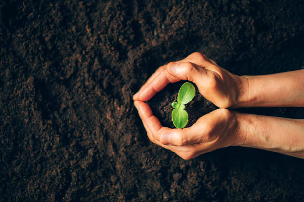 Farmer hand holding young plant. Top view. Banner. New life, eco, sustainable living, zero waste, plastic free, earth day, investment concept. Gospel spreading. Nurturing baby plant, protect nature Farmer hand holding young plant. Top view. Banner. New life, eco, sustainable living, zero waste, plastic free, earth day, investment concept. Gospel spreading. Nurturing baby plant, protect nature. planting stock pictures, royalty-free photos & images