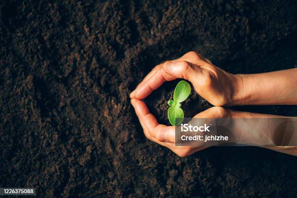 Farmer Hand Holding Young Plant Top View Banner New Life Eco Sustainable Living Zero Waste Plastic Free Earth Day Investment Concept Gospel Spreading Nurturing Baby Plant Protect Nature Stock Photo - Download Image Now