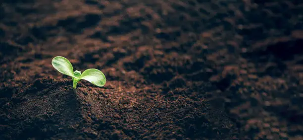 Photo of Green plant growing in good soil. Banner with copy space. Agriculture, organic gardening, planting or ecology concept. Young sprouts, seedlings growing. New life concept