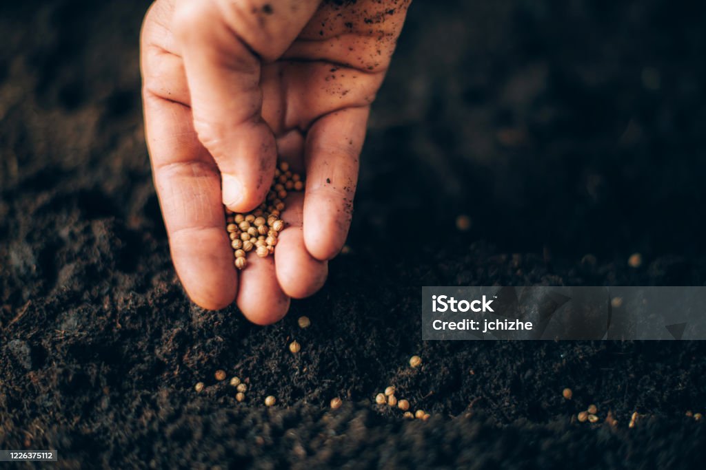 Hand growing seeds on sowing soil. Background with copy space. Agriculture, organic gardening, planting or ecology concept. Sustainable business investment. Gospel spreading Hand growing seeds on sowing soil. Background with copy space. Agriculture, organic gardening, planting or ecology concept. Sustainable business investment. Gospel spreading. Seed Stock Photo