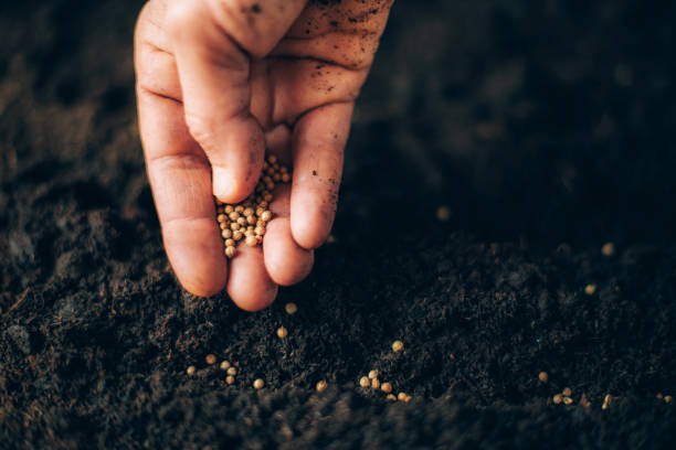 Hand growing seeds on sowing soil. Background with copy space. Agriculture, organic gardening, planting or ecology concept. Sustainable business investment. Gospel spreading stock photo