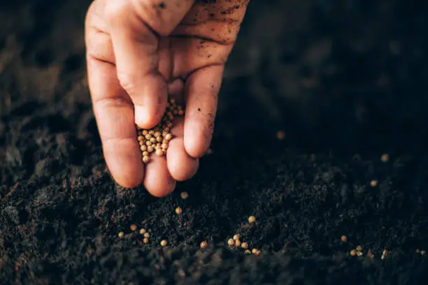 Photo of Hand growing seeds on sowing soil. Background with copy space. Agriculture, organic gardening, planting or ecology concept. Sustainable business investment. Gospel spreading