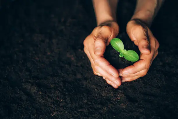 Photo of Farmer hand holding young plant. Top view. Banner. New life, eco, sustainable living, zero waste, plastic free, earth day, investment concept. Gospel spreading. Nurturing baby plant, protect nature