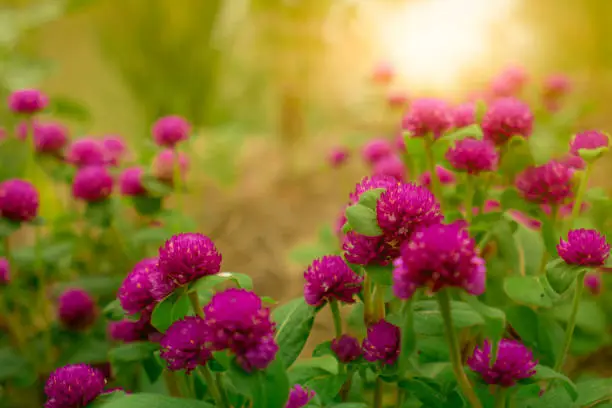 Photo of Gomphrena globosa (globe amaranth, bachelor's button, makhmali, vadamalli). Round-shaped purple flower bloom in tropical garden with morning sunlight. Purple flower in summer garden. Beauty in nature.