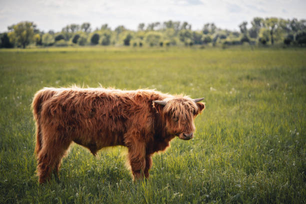 istock Scottish Highland Hairy Cow 1226378706