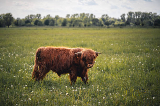 istock Lonely highland cattle on a meadow 1226378786