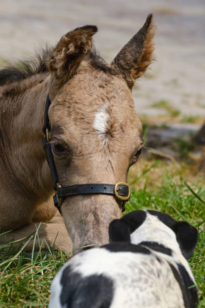 poulain nouveau-né mignon se trouvant dans l’herbe un jour de ressort. coup de tête. femme à côté du poulain d’étalon, couleur dun jaune. crabot devant le poulain - tête dun animal photos et images de collection