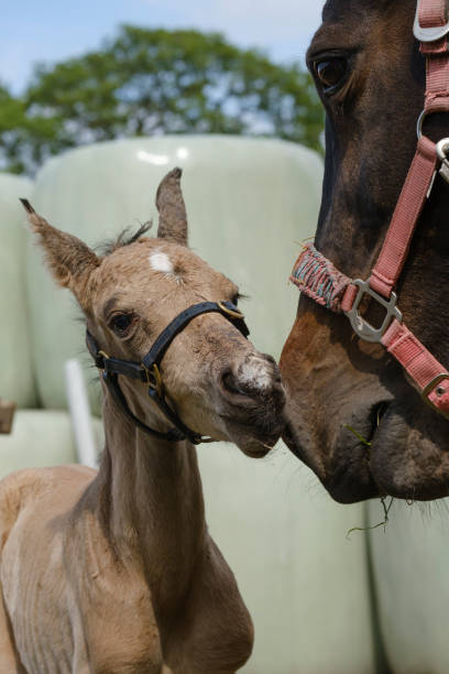 tête d’un poulain de cheval d’équitation nouveau-né à la cour de ferme, partie du corps, couleur dun jaune - tête dun animal photos et images de collection