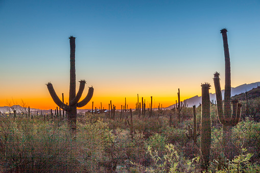 cactus con puesta de sol dorada y cielo azul photo