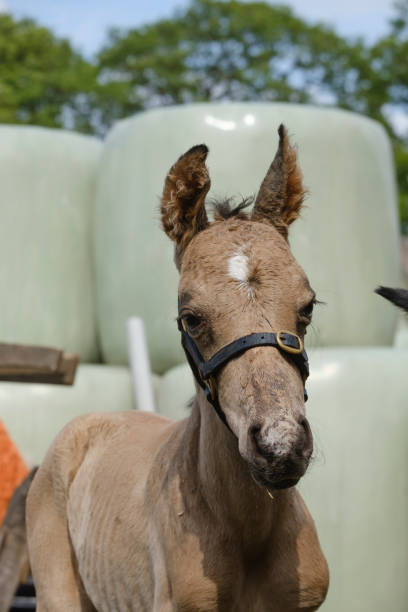 tête d’un poulain d’équitation nouveau-né à la cour de ferme, partie du corps, couleur jaune de dun - tête dun animal photos et images de collection