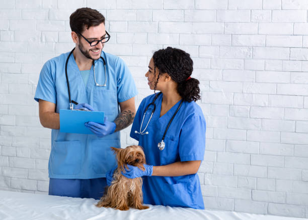 istock Veterinary practice team with funny little patient in clinic, empty space 1226380699