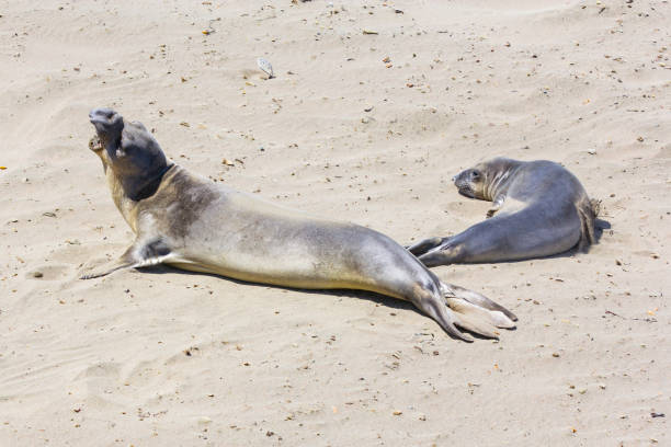 istock sealions relaxing at the beach 1226380905