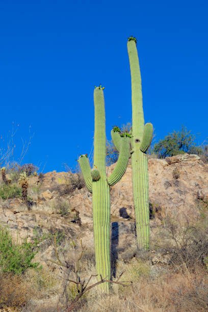 istock sunset with beautiful green cacti in landscape 1226381053