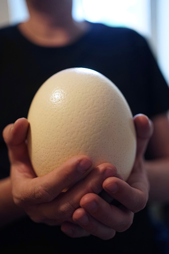 Close up of male hand holding a large ostrich egg