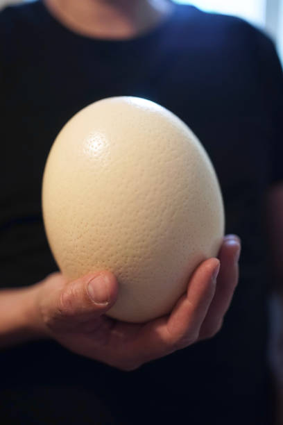 Close up of male hand holding a large ostrich egg stock photo