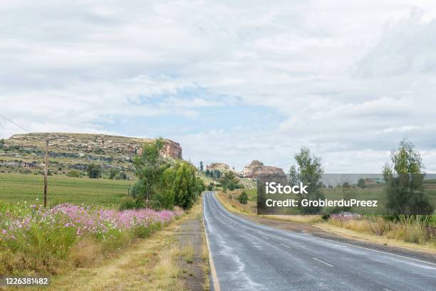Cosmos Flowers Next To Road R26 Between Fouriesburg And Ficksburg Stock Photo - Download Image Now