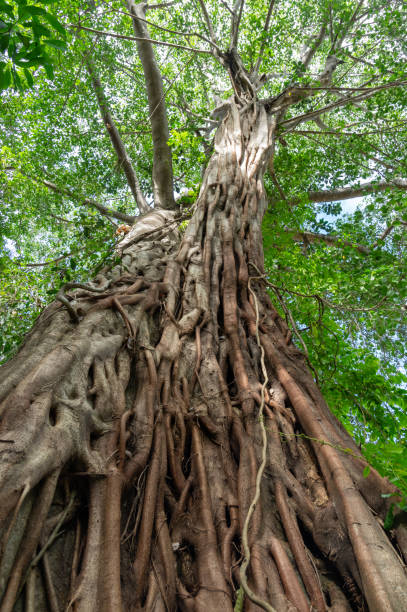 istock Picture of a ficus virens tree 1226382437
