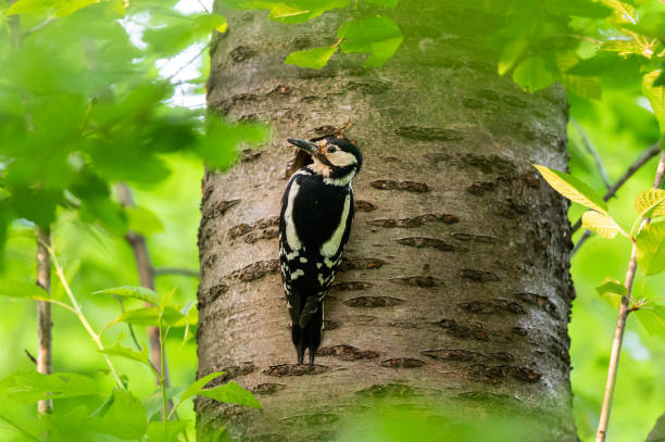 istock A great spotted woodpecker sitting before nest 1226383003