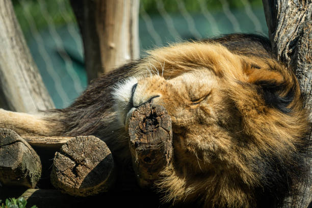 istock a male lion sleeping in a zoo 1226383106