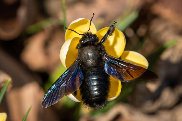 istock A big male carpenter bee (Xylocopa violacea) 1226383137