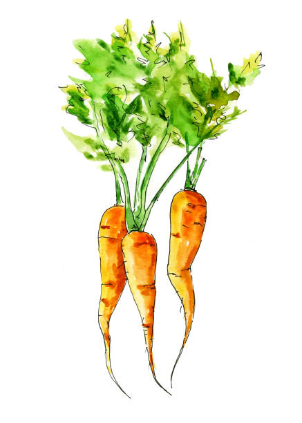 Vegetables Hand painted watercolor vegetables in sketch style radish art drawing stock illustrations