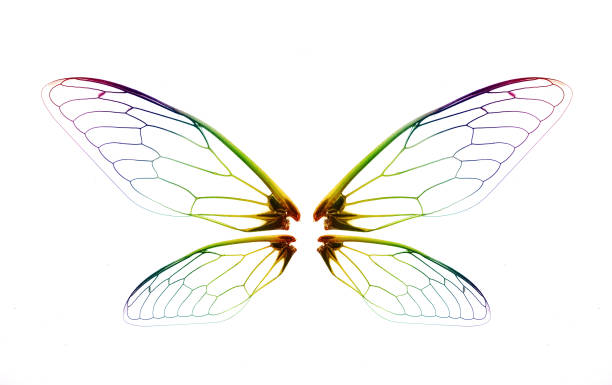 istock Insect cicada wing isolatedon white background 1226384058