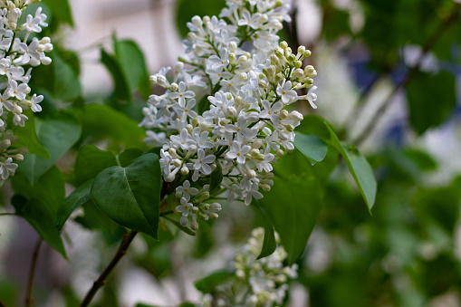 Botanical concept: white Lilac beginning to bloom, young flowers, spring, freshness. Selective focus