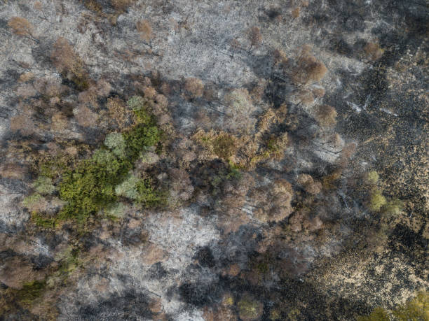 istock Aerial Burnt out tree remnants of a forest fire 1226384801
