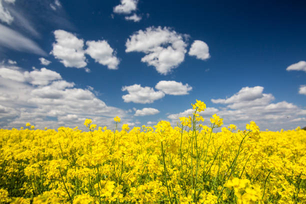 istock Yellow spring field of canola, rapeseed or rape 1226385675