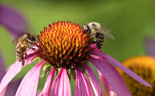 two bees on the flowerhead of an Echinacea with green backdrop