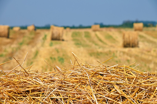 Yellow golden bales of hay straw in stubble field after harvesting season in agriculture, selective focus